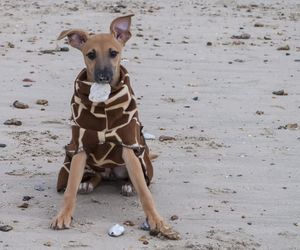 Portrait of dog sitting on sand at beach