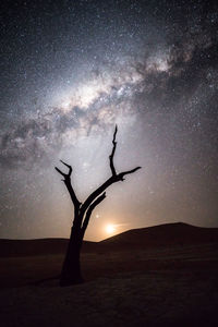 Silhouette tree against sky at night