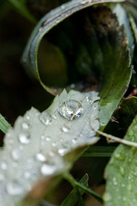 Close-up of raindrops on leaf