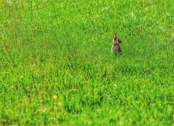 Cow on grassy field