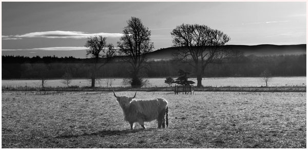 Highland cattle in a field