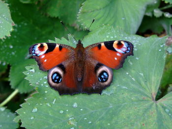 Close-up of butterfly on plant