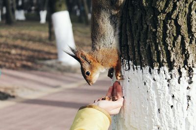 Close-up of hand feeding squirrel on tree trunk