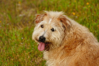 Close-up of a dog looking away