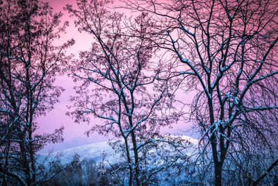Low angle view of bare trees against sky