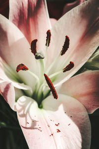 Close-up of white lily flower