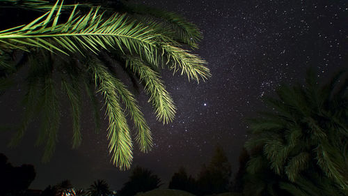 Low angle view of trees against sky at night