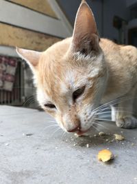 Close-up of cat sleeping on footpath