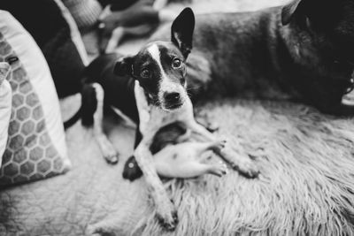 Portrait of dog relaxing at home