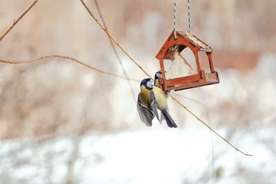 Close-up of bird perching on branch