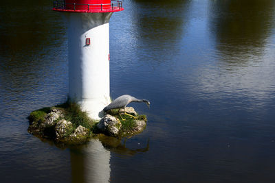 Swan on lake