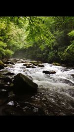 River flowing through forest