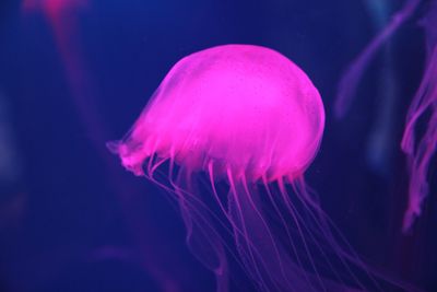 Close-up of jellyfish swimming in aquarium