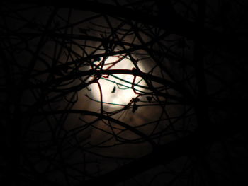 Close-up of silhouette branches against black background