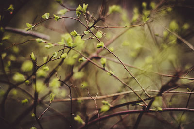 Close-up of plants