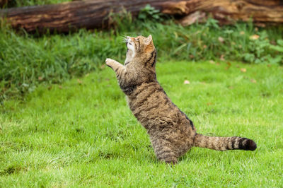 Cat standing on field