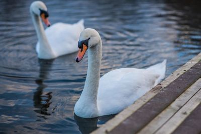 Close-up of swan swimming in lake