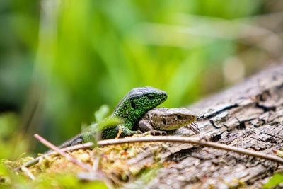 Close-up of frog