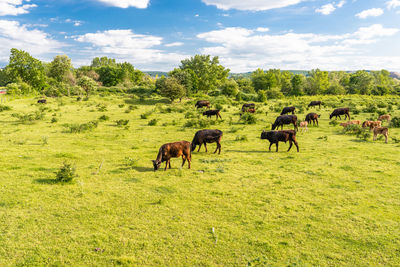 A herd of cattle heck, grazing in a clearing on a spring sunny day in western germany.