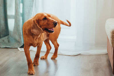 Dog looking away while sitting on floor at home