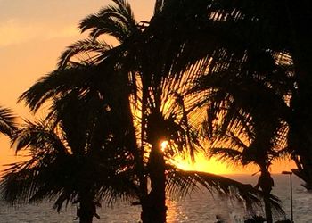 Silhouette palm trees at sunset