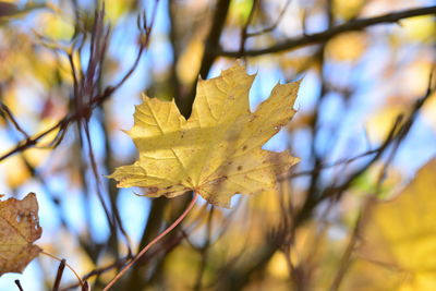 Close-up of yellow maple leaf on tree