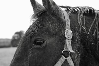 Close-up of a horse