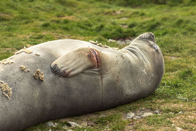 Injured southern elephant seal that got entangled, most likely in a fishing line