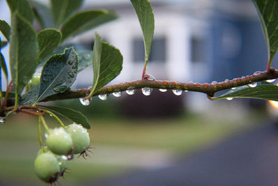 Close-up of wet plant during rainy season