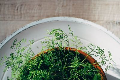 High angle view of dill potted plant