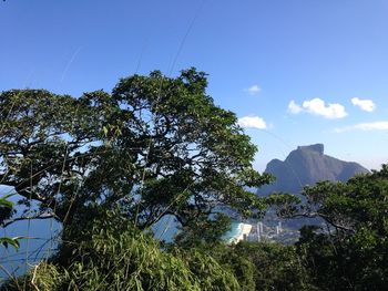 Low angle view of trees against blue sky