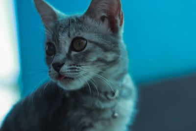 Close-up of cat looking away