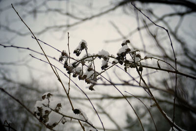 Close-up of bird perching on tree during winter