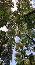 Low angle view of trees against sky