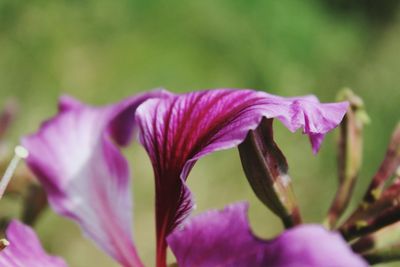 Close-up of purple flowers growing on plant