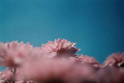 Close-up of pink flower against blue sea