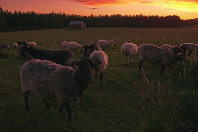 Horses in a field