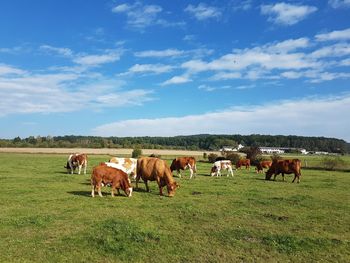 Cows on field against sky