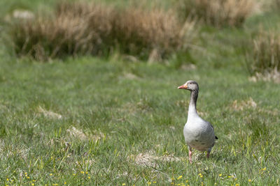 Bird perching on a field