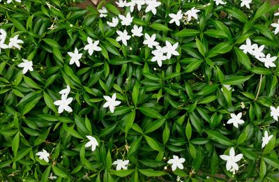 High angle view of white flowering plants on field