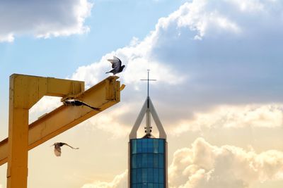 Low angle view of bird flying against sky