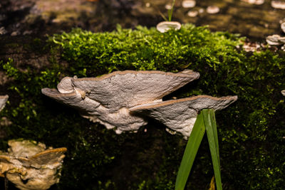 Close-up of lizard on tree stump