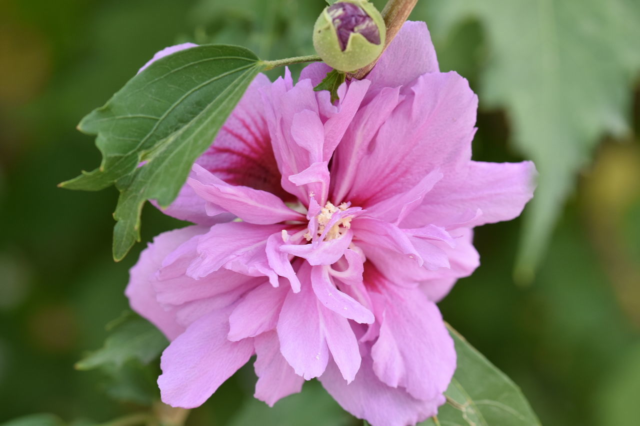 CLOSE-UP OF PINK FLOWER BLOOMING OUTDOORS