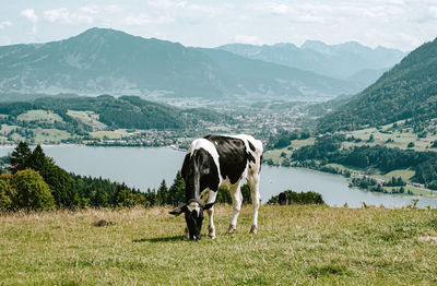 Horses grazing on field against mountain