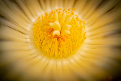 Close-up of yellow flower pollen