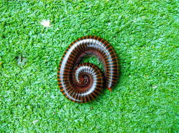 High angle view of snake on field