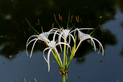 Close-up of white flowering plant