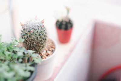 Close-up of potted plant on table