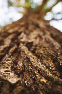 Close-up of tree trunk