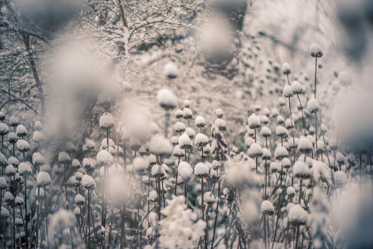 CLOSE-UP OF SNOW ON TREE